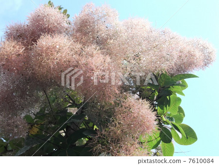 雨後的Cemarrus小河 7610084