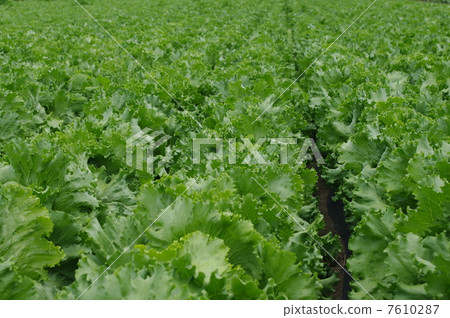 Lettuce field 7610287