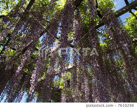 野田富士圖片（1） 7610298
