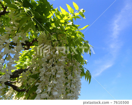 Shirafusi圖像（10） 7610300