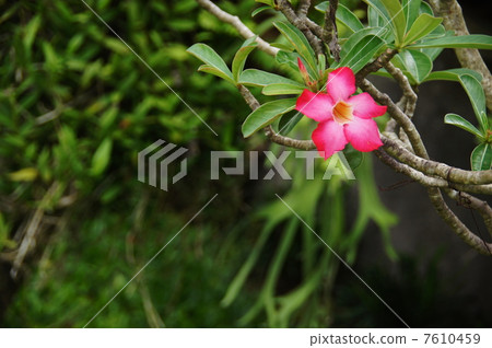June Flower tropical plant Adenium · Arctic family 12 7610459