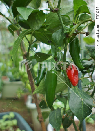 Red in the green Red in the green 7610554