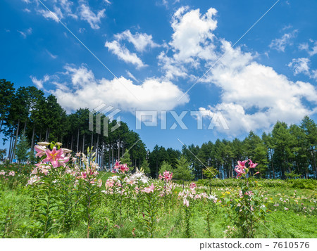 Blue sky and lily flower 7610576
