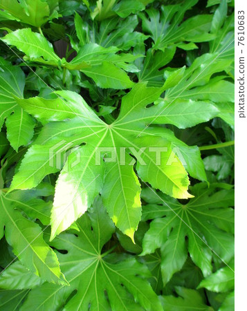 幸運的庭院樹虹鱒 7610683