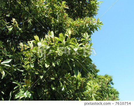 Tabnoki became a young leave budded sprouts gathered at the tip of trees 7610754