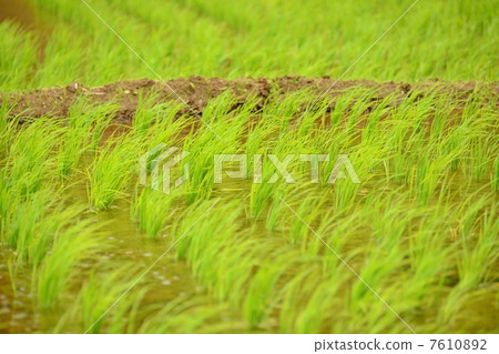 Rice Rice 7610892