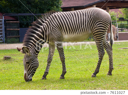 Portrait of a young zebra 7611027