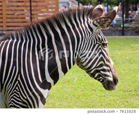 Portrait of a young zebra 7611028