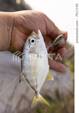 Fish-raising beetle 7611336