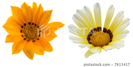 Gazania Gazania 7611417