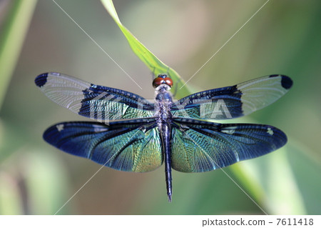 Butterfly dragonfly Butterfly dragonfly 7611418