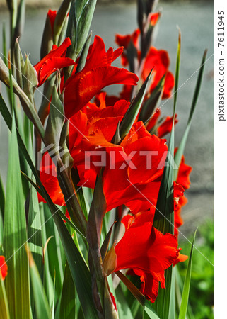 Gladiolus 7611945