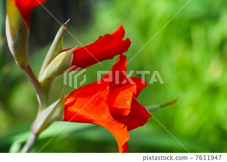 劍蘭 劍蘭 7611947