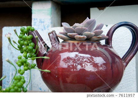 在茶壺的肉質花 7611957