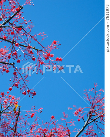 框架樹和藍天 框架樹和藍天 7611973