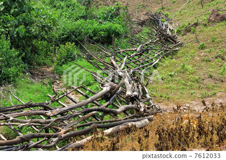 在老撾肆虐農業 7612033