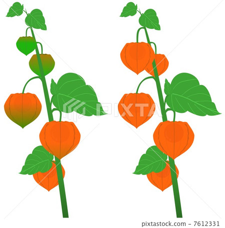 Hozuki (plant) 7612331