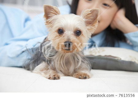 A girl lying on a bed with a Yorkshire terrier A girl lying on a bed with a Yorkshire terrier 7613556
