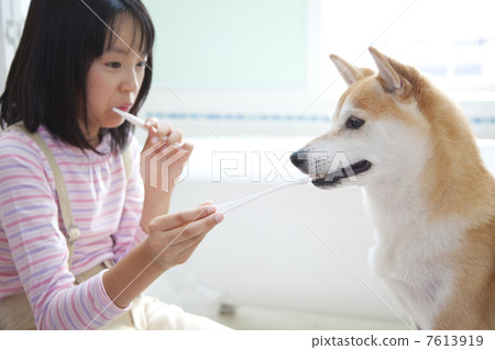 A girl who brushes with Shiba Inu 7613919