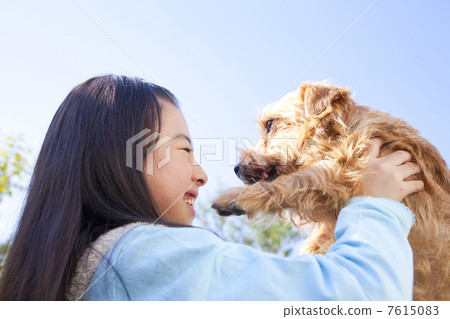 A girl lifting Norfolk Terrier outside 7615083
