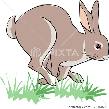 一隻兔子 7616021