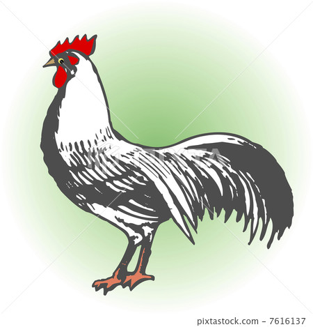 Chicken 7616137