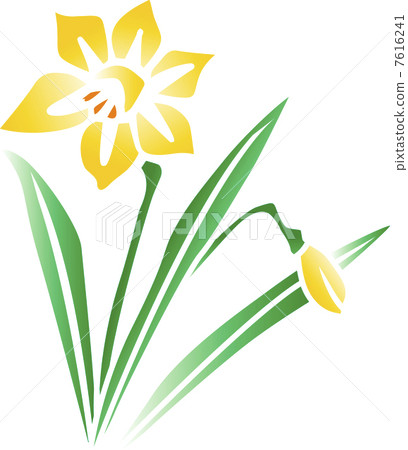 Daffodil - Stock Illustration [7616241] - PIXTA