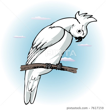 鸚鵡 鸚鵡 7617159