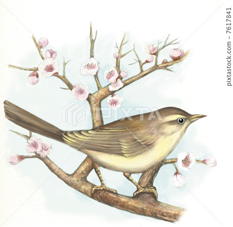 Umeisui Umeisui 7617841