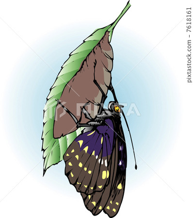 孵化的Oomurasaki 7618161