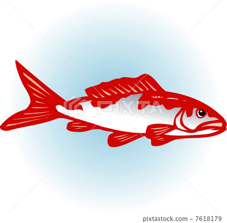 錦鯉 錦鯉 7618179