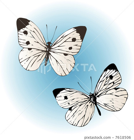 蝴蝶 小菜粉蝶 活的东西