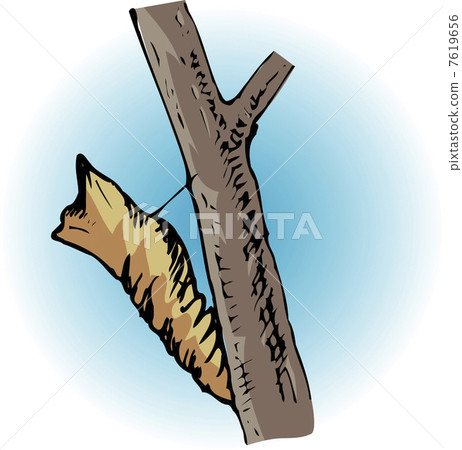 蝴蝶的蛹 7619656