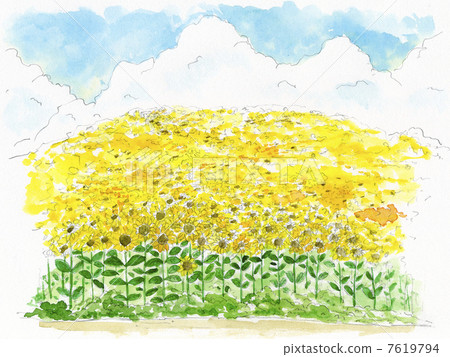 向日葵田 7619794