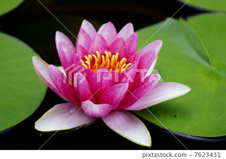 睡蓮下午晚些時候,鮮花會在早上開放。 睡蓮下午晚些時候,鮮花會在早上開放。 7623431