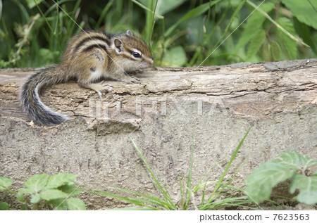 Child of Chipmunk 7623563