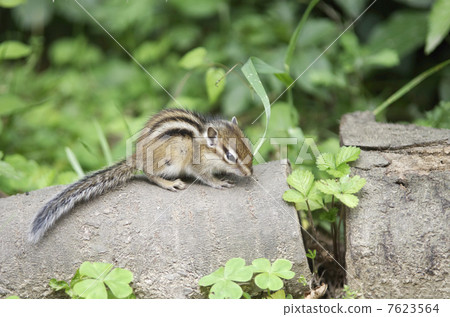 Child of Chipmunk 7623564