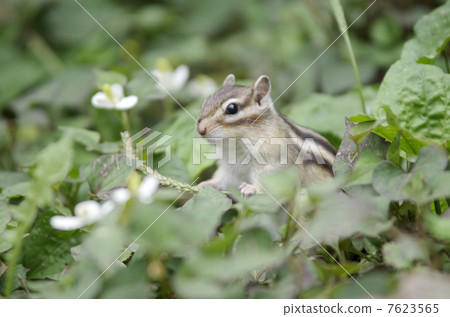 Chipmunk and Dokudami 7623565