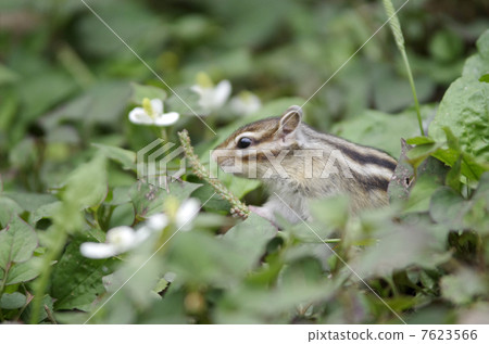 花栗鼠和Dokudami 7623566