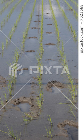 稻田的腳 7623669