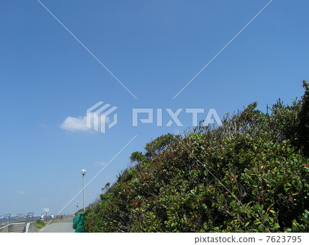 Hamahisakaki的綠色在白雲Kamigawa海灘的藍天的 Hamahisakaki的綠色在白雲Kamigawa海灘的藍天的 7623795