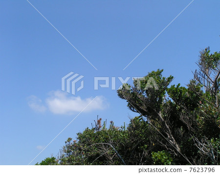 Hamahisakaki的綠色在白雲Kamigawa海灘的藍天的 Hamahisakaki的綠色在白雲Kamigawa海灘的藍天的 7623796