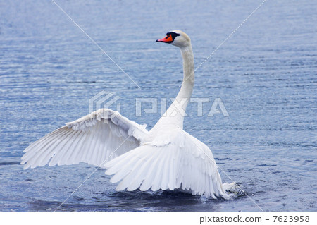 A swan swan spreading wings on the surface of the water A swan swan spreading wings on the surface of the water 7623958