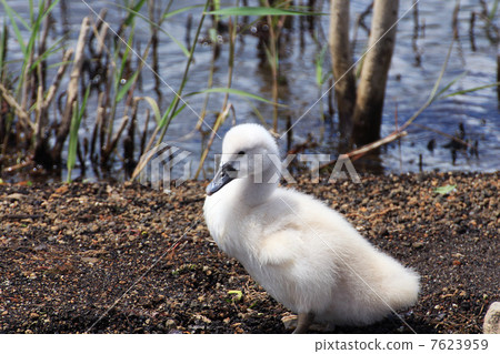 Swan chicks walking on the lake Swan chicks walking on the lake 7623959