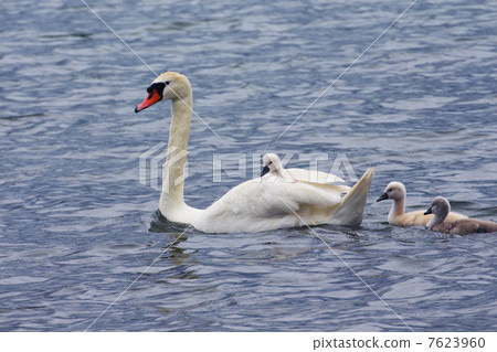 Swimming with chicks on your back Parent and child swan Swimming with chicks on your back Parent and child swan 7623960