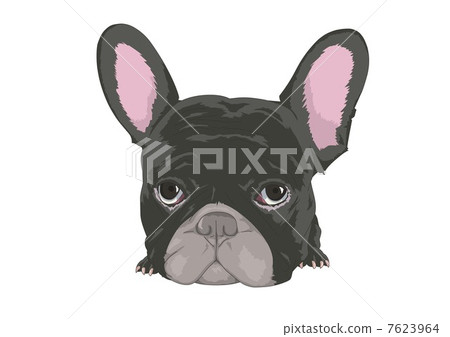 法國鬥牛犬 7623964