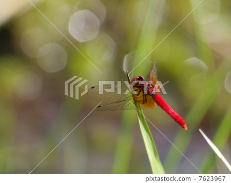 八丁堀蜻蜓 7623967