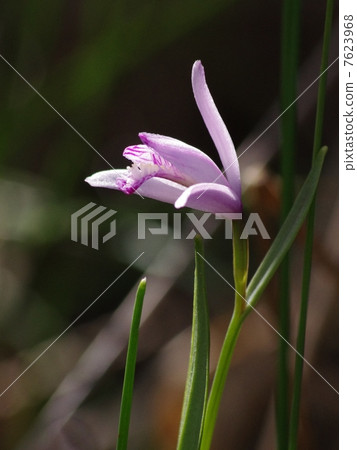 A flower blooming in a wetland 7623968