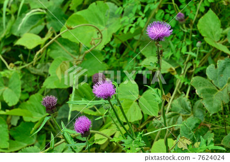 植物·北方枯萎病 7624024