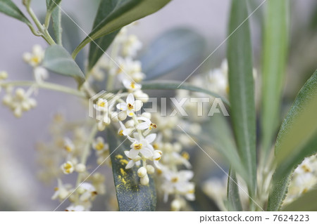 Olive flowers 7624223